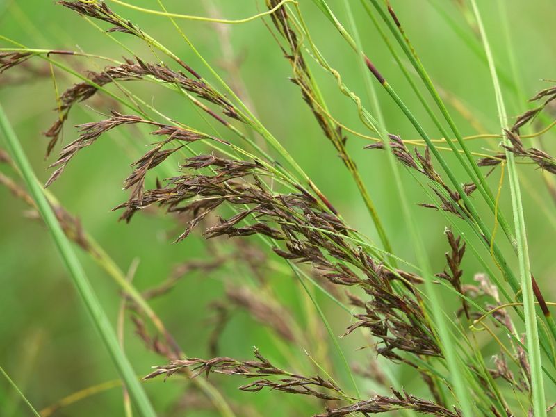 睽違40年 滅絕植物「赤箭莎」重現池上 亟待就地保育