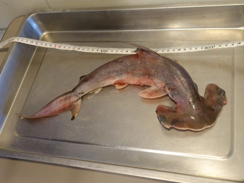 瀕危幼鯊出沒大潭藻礁 中研院學者籲劃保護區、停止開發