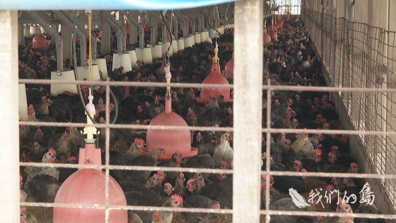 不要雞豬當鄰居 「雞屎煙」與「黑水溝」惡夢