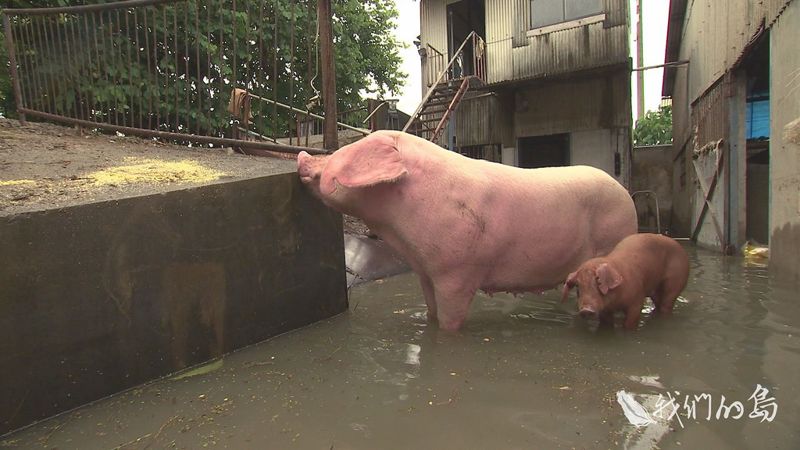 水劫 雞豬有難