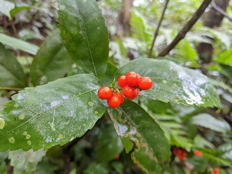 葉片形似台灣山桂花 在冬季樹叢中無比搶眼的「紅果金粟蘭」