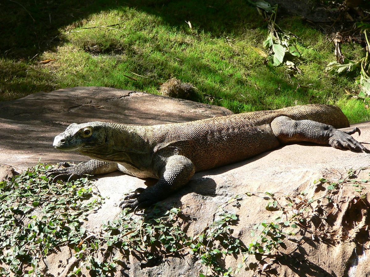 野生動物走私刁鑽多變抓不完 下架違法社群貼文靠AI