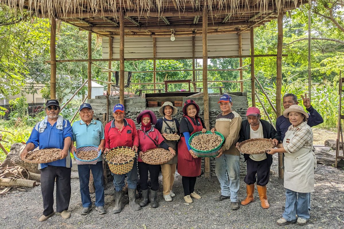 新來義部落復耕傳統農作 烘芋頭乾、推小山芋料理