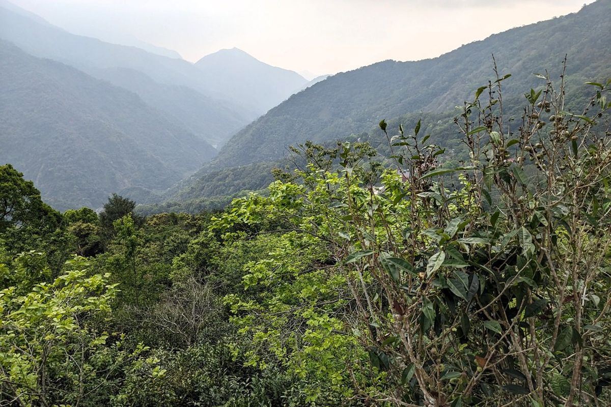探訪台灣山茶故鄉 藤枝森林遊樂區深度體驗布農山林智慧