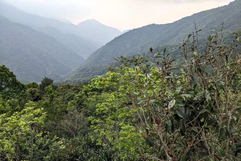 探訪台灣山茶故鄉 藤枝森林遊樂區深度體驗布農山林智慧