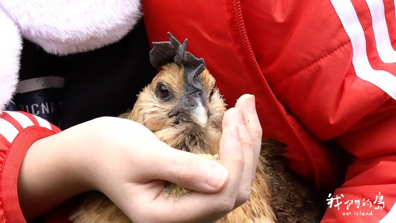 讓母雞自由 從格子籠走向友善飼養