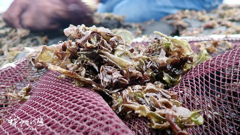 澎湖的季節限定 手採紫菜的盛宴