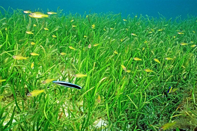 海洋健康看棲地 海保署第一年調查出爐 鎖定珊瑚礁、紅樹林、海草床