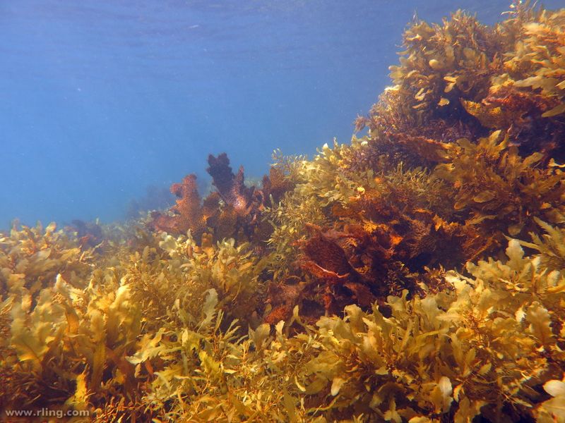 公海捕魚如何管？ 聯合國最快2018年啟動談判