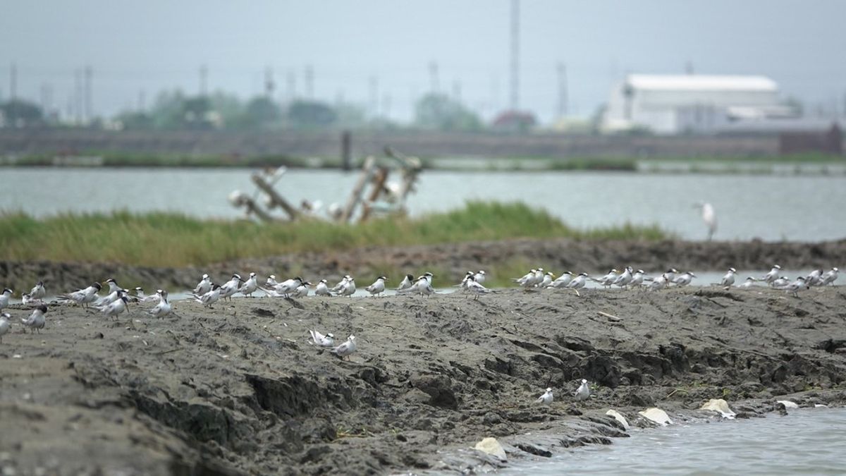 《台灣濕地誌》海保署長推薦序：站在歷史交叉點上 提示未來保育方向