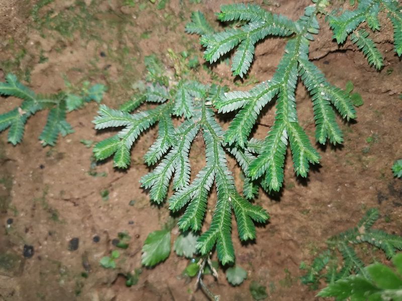 踩著高蹺的生根捲柏 幽暗中伸展綠意