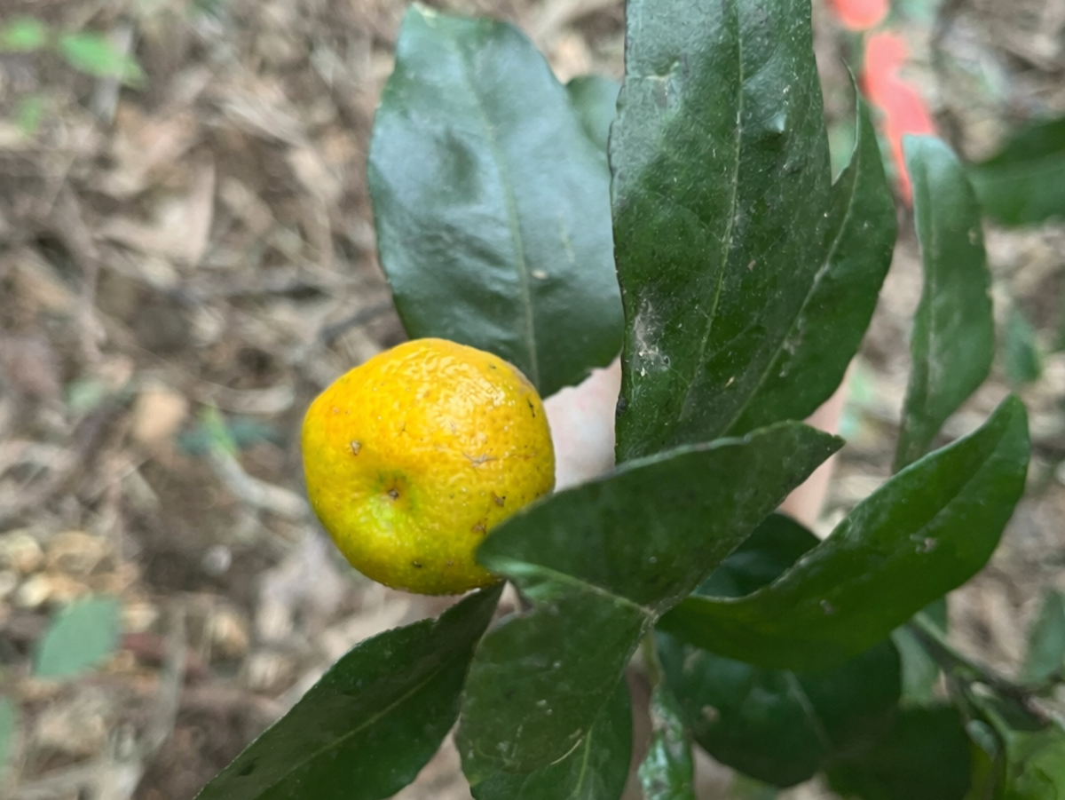 【自然谷之星】紅到日本的台灣香檬