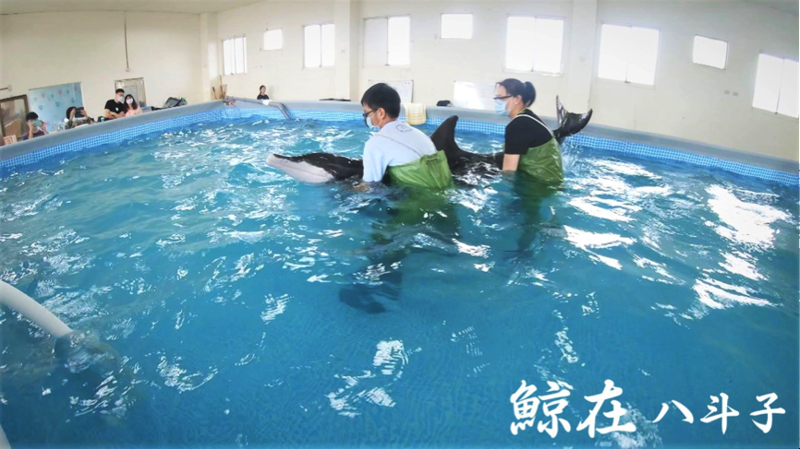 鯨在八斗子 新設鯨豚救傷站 盼即時提供擱淺救援