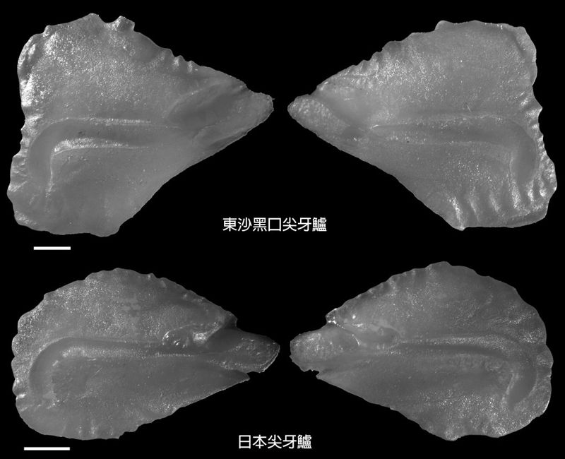 咦！ 這批魚標本有點不一樣 新種東沙黑口尖牙鱸的發現之旅