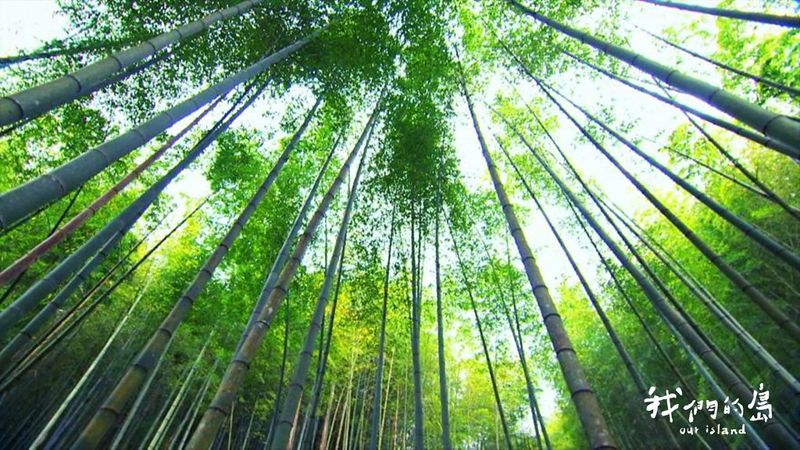 負碳木竹構未來 消費者的減碳新選擇