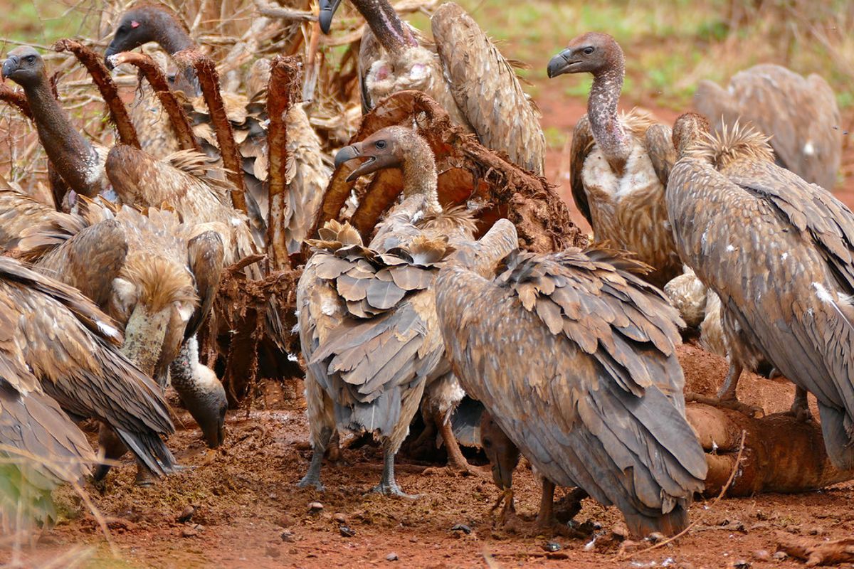 健康一體： 新興傳染病為何與野生動物、家畜及生態系息息相關？