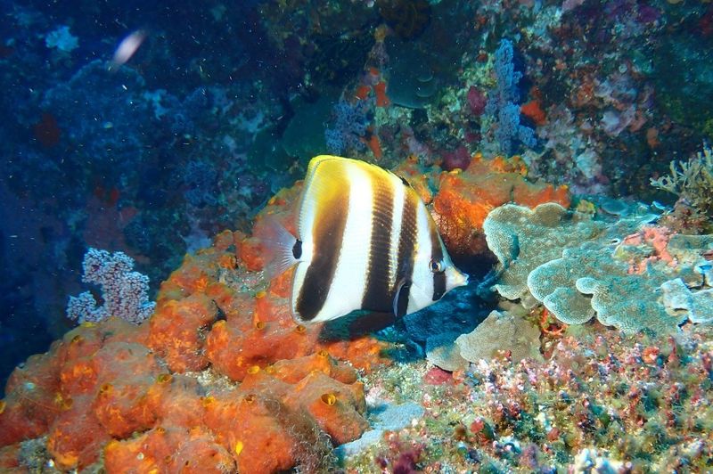 海洋保護有成 墾丁首次記錄兩稀有魚類：長鼻粗吻海龍、褐帶少女魚
