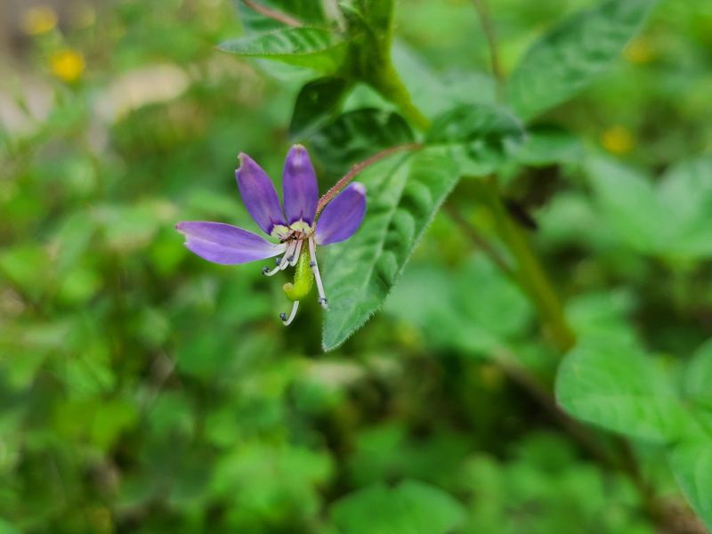 平伏莖白花菜 台灣紋白蝶的最愛