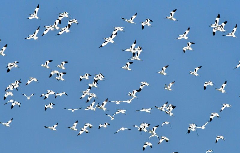 「數鳥嘉年華」彙集千餘鳥友 數出台灣鳥類多樣性 羨煞亞太遷徙線諸國