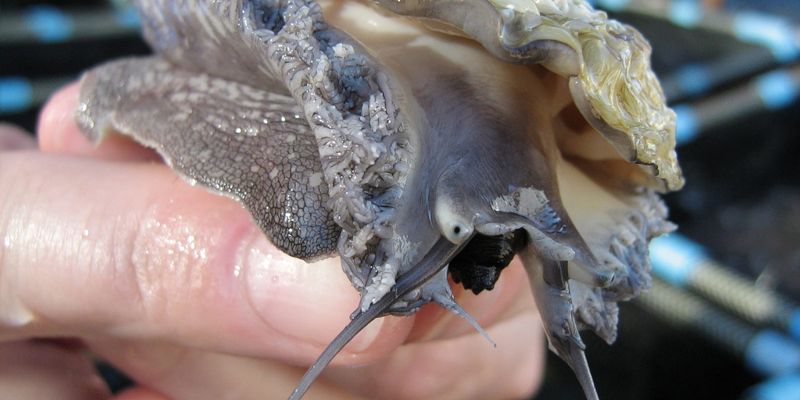 走私野生動物好時機 不法商人如何利用春節牟利