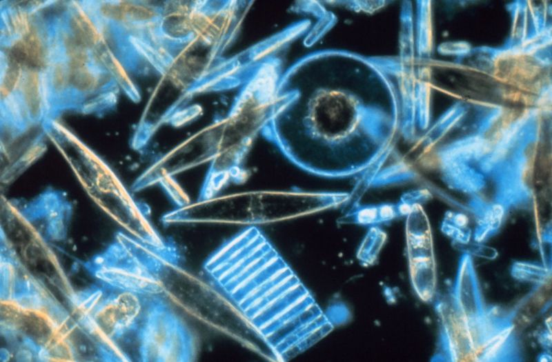 小浮游立大功：歷時最久的全球海洋調查 從浮游生物記錄窺探海洋健康