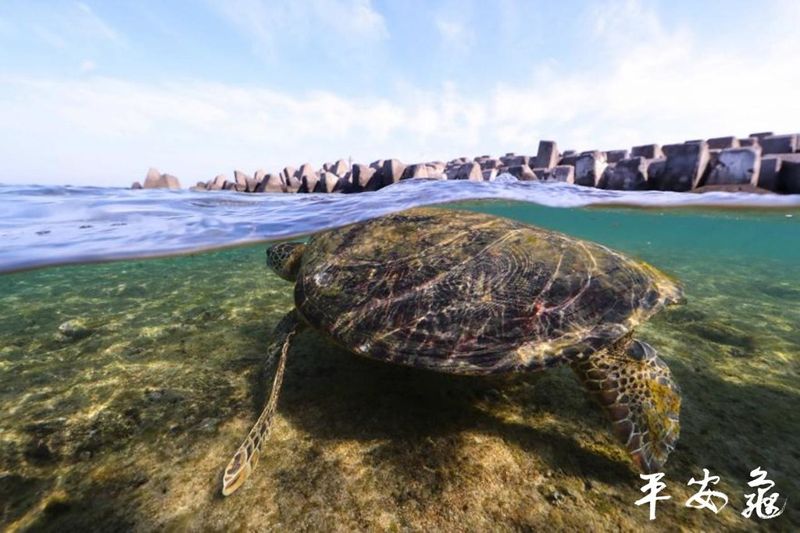 聽見海龜媽媽的求救 持續為海龜發聲