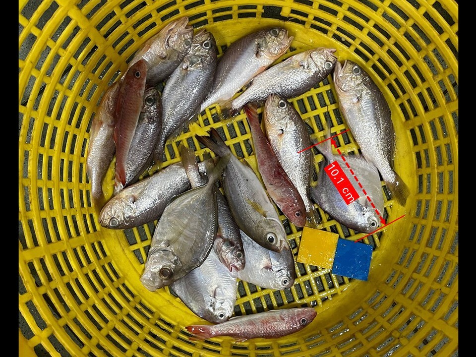 有研究發現,台灣近海捕獲的鯧魚,為應對高捕撈壓力,在25年間尺寸「縮水」,圖為漁港販售未性成熟鯧魚。圖片提供:綠色和平