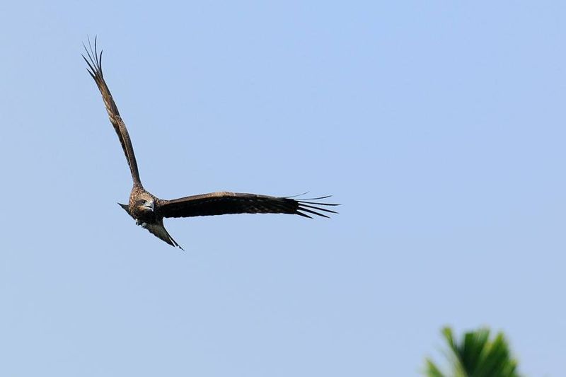 守護黑翅鳶、貓頭鷹 防檢局推無毒防鼠撇步