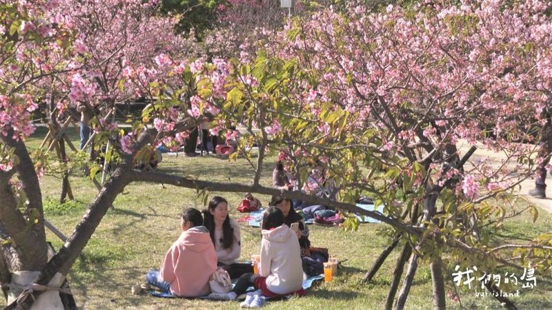 疫情下の櫻花狂戀續曲