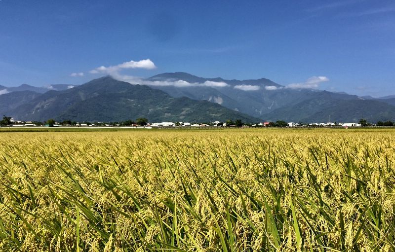 違章工廠五二O即報即拆!