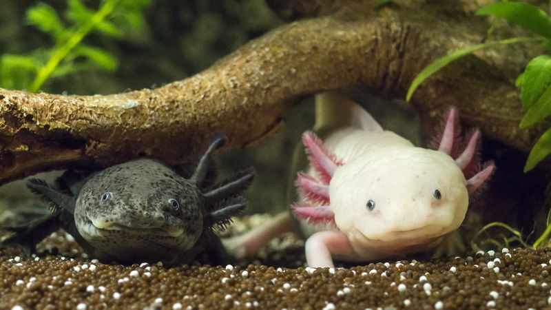 墨西哥發起虛擬領養 麥塊《Minecraft》六角恐龍化為真實世界蠑螈復育