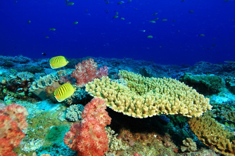 海底魚蝦也會發聲? 科學家號召全球加入水下生物聲音圖書館計畫