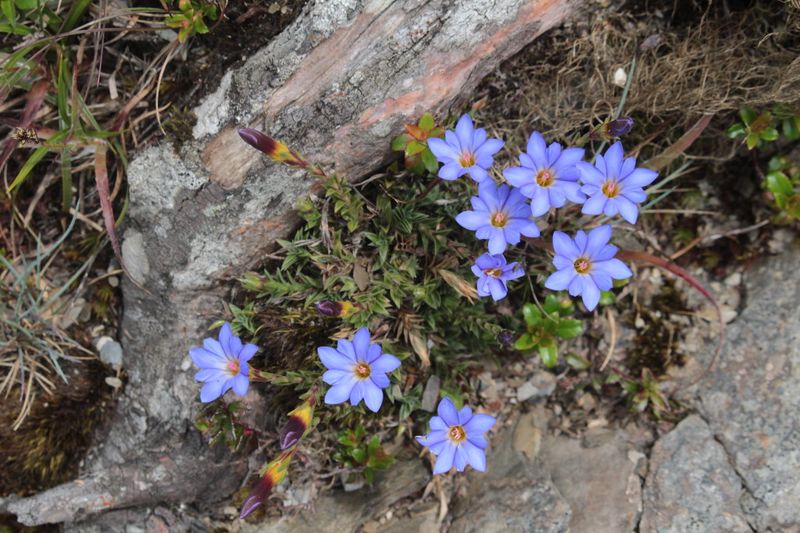 《以阿里山之名植物圖誌》 用原生植物行銷阿里山 嘉義林管處新書上市
