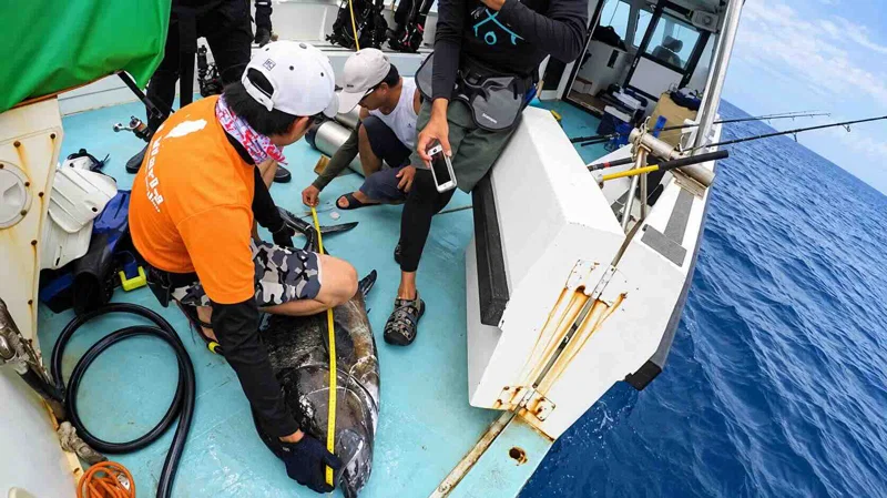 20261005棘冠海星的生存絕技 浪人鰺測量魚體與標識野放 江偉全PR1