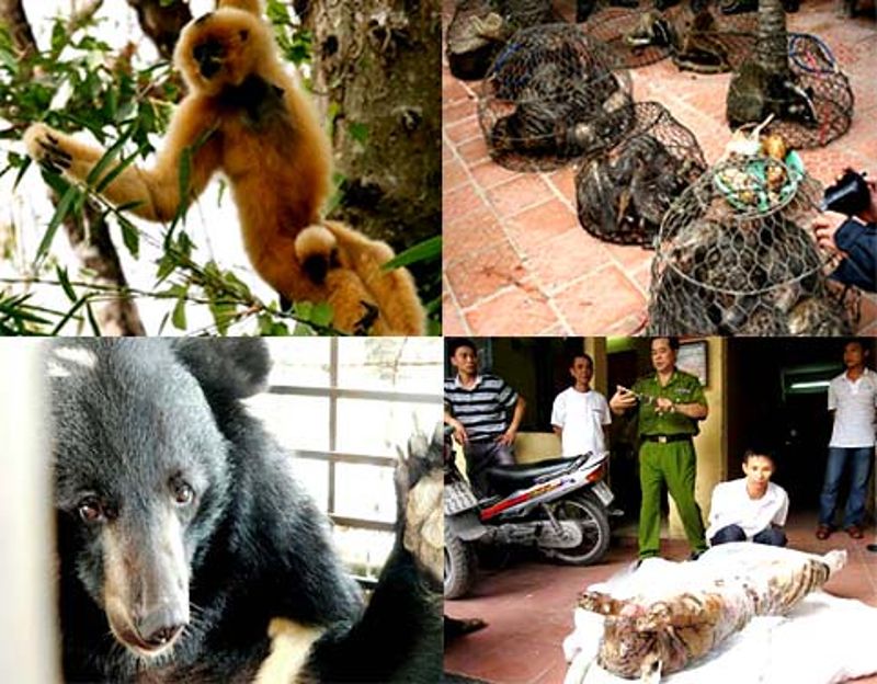 越南中藥市場驅動野生動物獵捕 保育工作在艱困中不乏希望