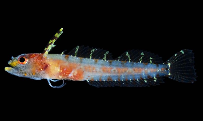 每五條魚就有一條是新種！ 科學家揭深海「黯光層」謎樣生態