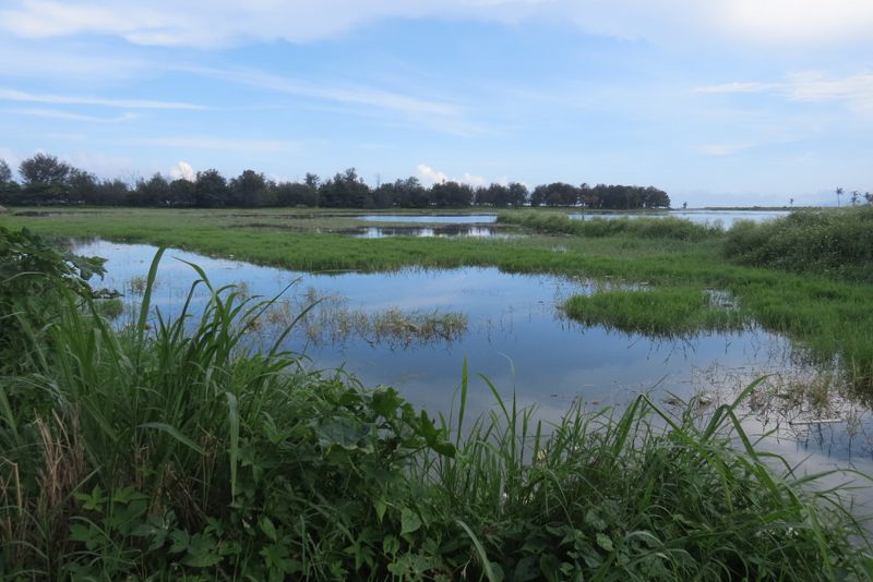 傳統領域當荒地 知本濕地「活化」記