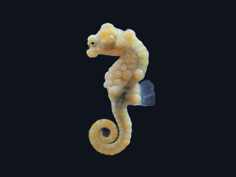 水晶宮超級名模「豆丁海馬」 國海院首次在澎湖七美台灣灘發現
