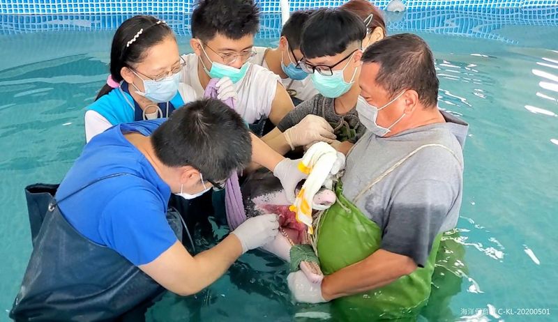 小虎鯨集體擱淺累計17隻 海保署：今年個體都有肺、肝發炎
