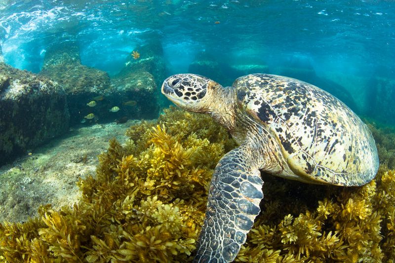 幫海龜點名！ 資料庫累計超過700隻 「海龜戶口名簿」網站上線