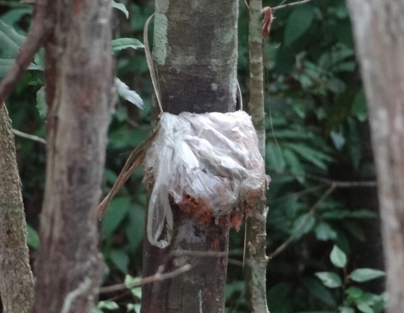 傳統禁忌原來是永續關鍵 三個東南亞國家的跨世代對話 找回里山生活幸福感