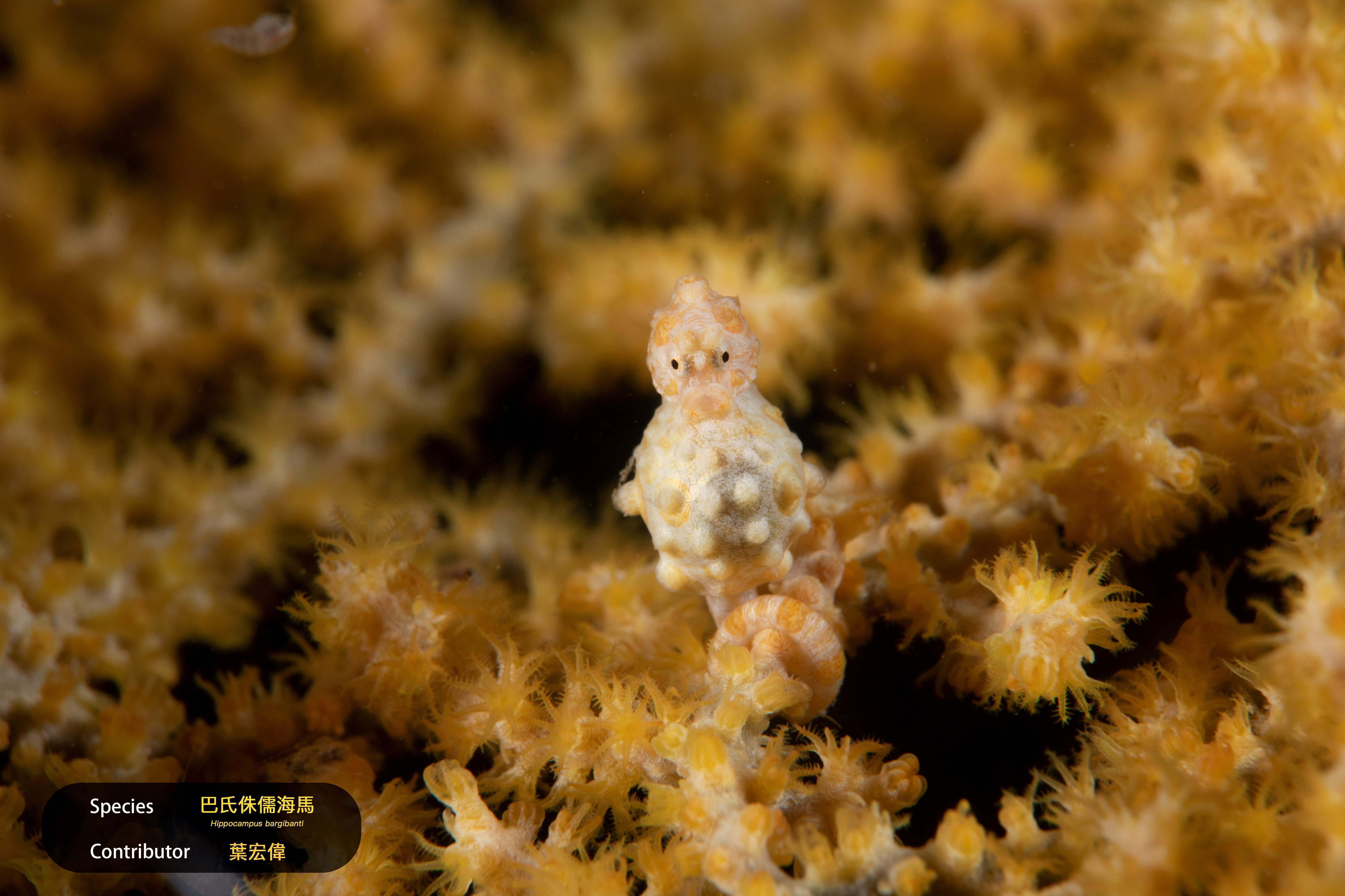2023潮境年度生物代表照。攝影：葉宏偉