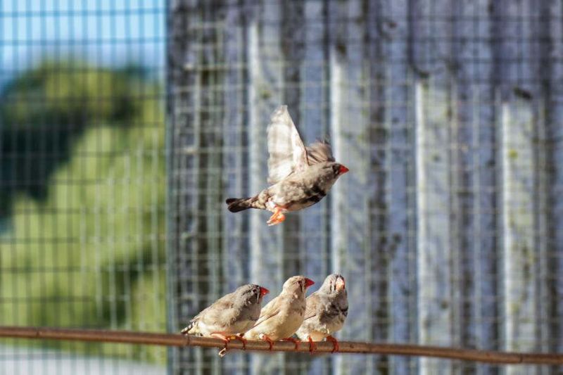 「第六感」是真的？ 鳥類研究解開磁覺之謎