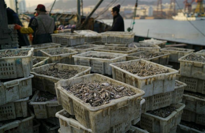 大量捕撈飼料魚卻欠缺管理 犧牲海洋的中國養殖漁業