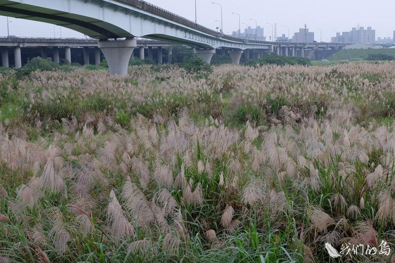 水水綠綠的無用之用——濕地（上）