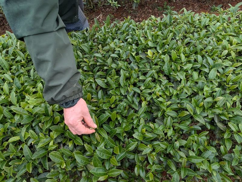 名間焚化爐月底將環評 環說書研究焚化廠對周邊茶園影響