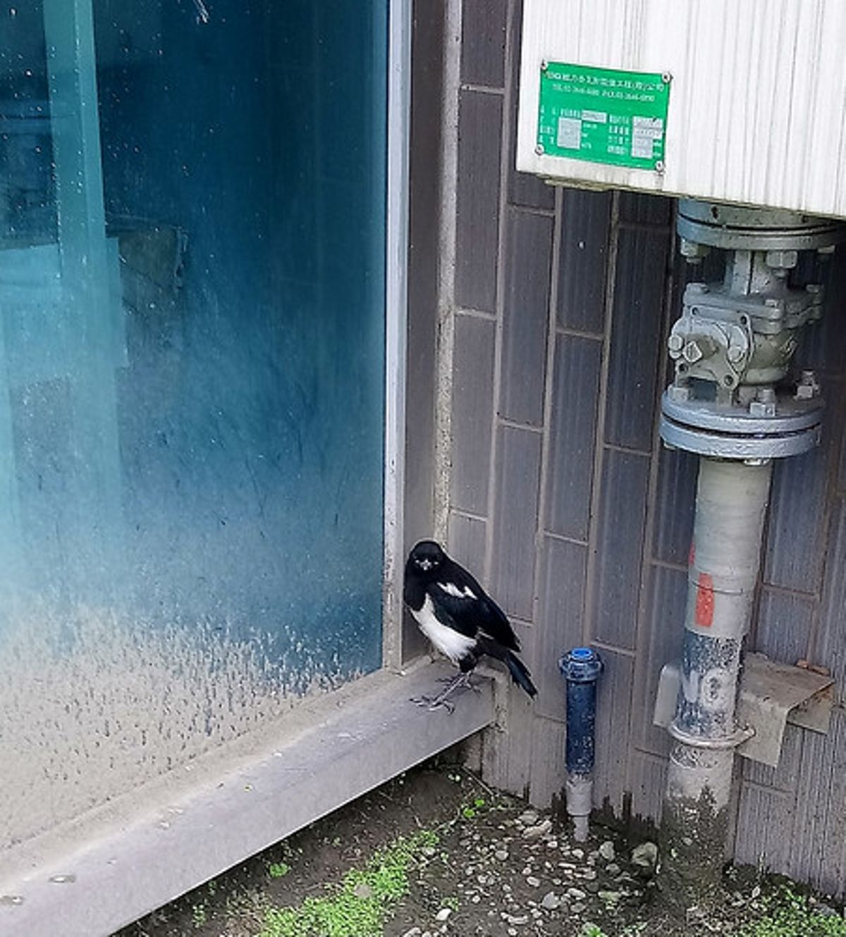 雛鳥學飛季節別亂救 小心惹鳥爸媽不開心