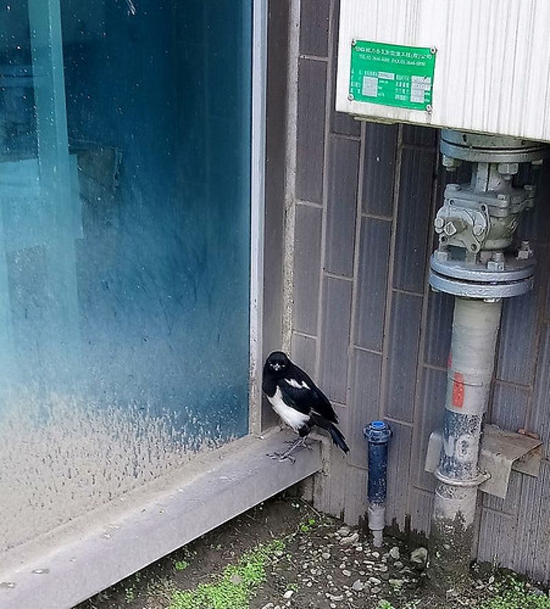 雛鳥學飛季節別亂救 小心惹鳥爸媽不開心