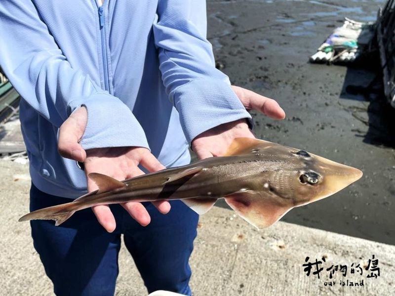 追尋龍紋鱝：是漁民也是公民科學家！守護海洋生態危機
