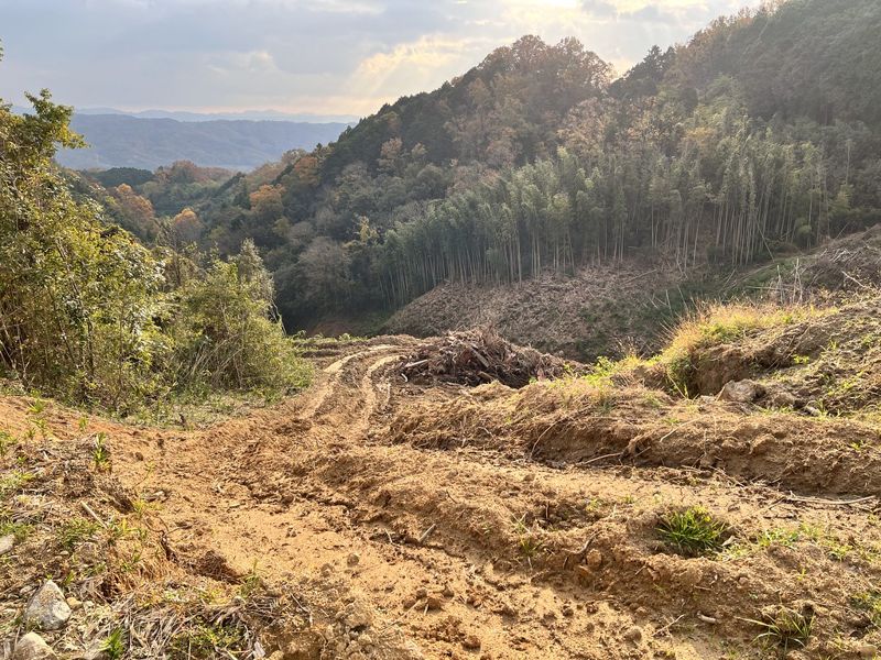 太陽光電 vs. 森林生質能源 山坡林地的綠電抉擇